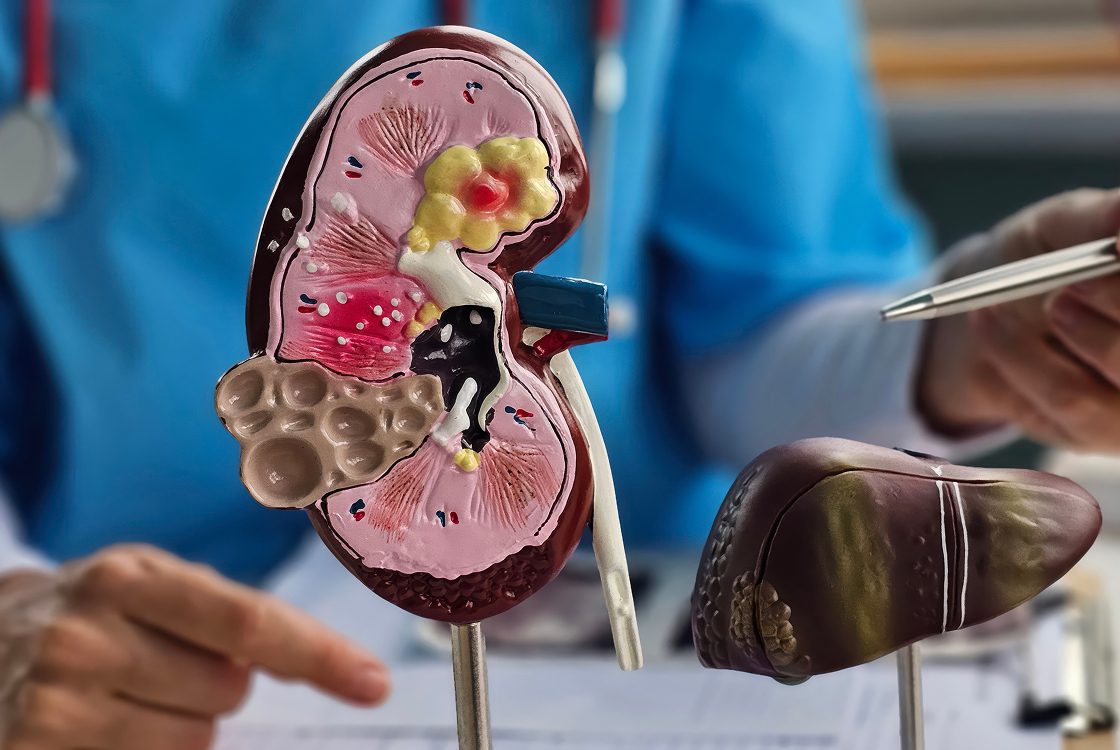 Doctor explaining kidney function